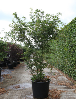 ACER palmatum En pot de 90-110 litres cépée hauteur 200-250 cm