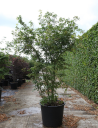 ACER palmatum En pot de 90-110 litres cépée hauteur 200-250 cm
