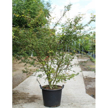 ACER palmatum En pot de 70-90 litres buisson hauteur 250-300 cm