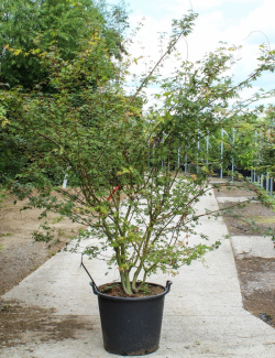 ACER palmatum En pot de 70-90 litres buisson hauteur 250-300 cm