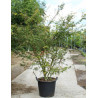 ACER palmatum En pot de 70-90 litres buisson hauteur 250-300 cm