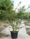 ACER palmatum En pot de 70-90 litres buisson hauteur 250-300 cm