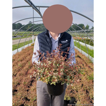 ABELIA grandiflora TRICOLOR CHARM En pot de 4-5 litres