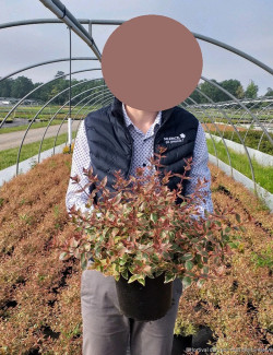 ABELIA grandiflora TRICOLOR CHARM En pot de 4-5 litres buisson diamètre 030-040 cm