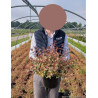 ABELIA grandiflora TRICOLOR CHARM En pot de 4-5 litres
