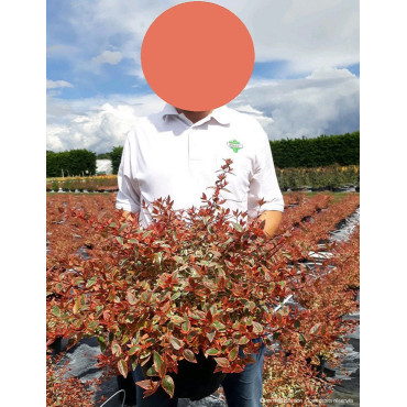 ABELIA grandiflora TRICOLOR CHARM En pot de 10-12 litres buisson diamètre 050-060 cm