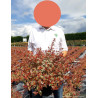 ABELIA grandiflora TRICOLOR CHARM En pot de 10-12 litres