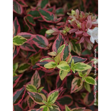 ABELIA grandiflora TRICOLOR CHARM