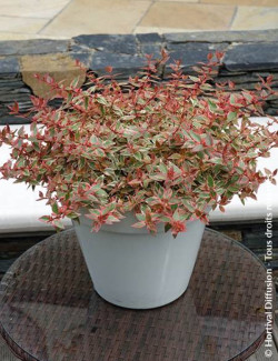 ABELIA grandiflora TRICOLOR CHARM