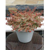 ABELIA grandiflora TRICOLOR CHARM