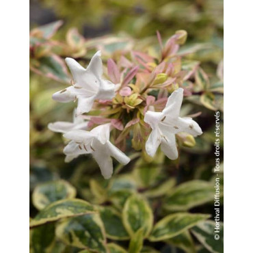 ABELIA grandiflora TRICOLOR CHARM