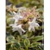 ABELIA grandiflora TRICOLOR CHARM