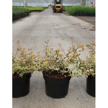 ABELIA grandiflora TRICOLOR CHARM En pot de 3-4 litres buisson diamètre 020-030 cm