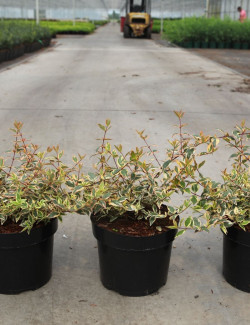 ABELIA grandiflora TRICOLOR CHARM En pot de 3-4 litres buisson diamètre 020-030 cm