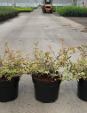 abelia-a-grandes-fleurs-tricolor-charm-abelia-grandiflora-tricolor-charm-3.jpg