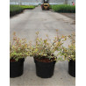 ABELIA grandiflora TRICOLOR CHARM En pot de 3-4 litres
