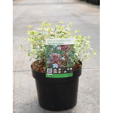 ABELIA SPARKLING SILVER En pot de 3-4 litres buisson diamètre 020-025 cm