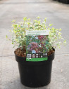 abelia-a-grandes-fleurs-sparkling-silver-abelia-grandiflora-sparkling-silver-3.jpg