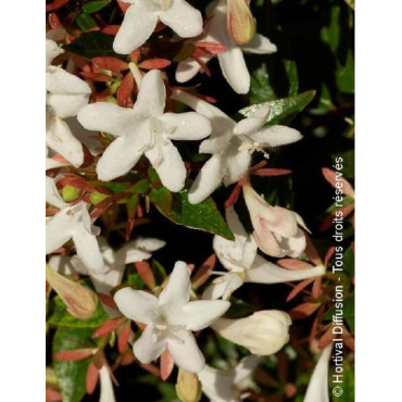 ABELIA SHERWOOD