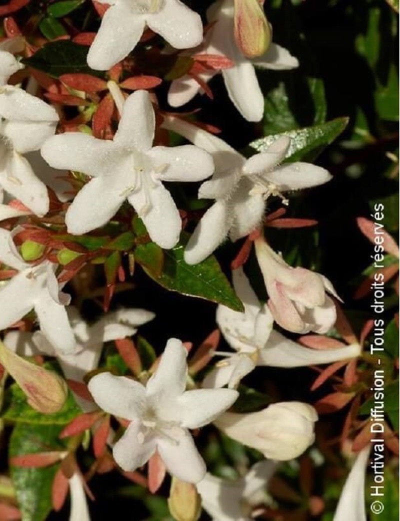 ABELIA SHERWOOD