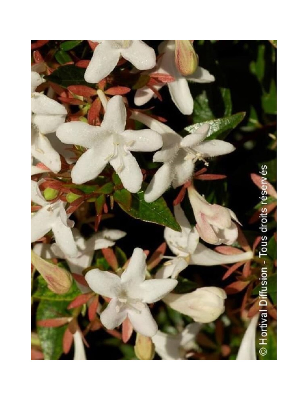 ABELIA SHERWOOD