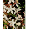 ABELIA SHERWOOD