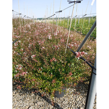 ABELIA SHERWOOD En pot de 15-20 litres buisson diamètre 080-100 cm