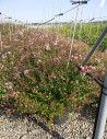 abelia-a-grandes-fleurs-sherwood-abelia-grandiflora-sherwood-3.jpg