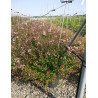 ABELIA SHERWOOD En pot de 15-20 litres buisson diamètre 080-100 cm