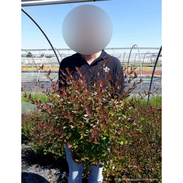 ABELIA SHERWOOD En pot de 10-12 litres buisson diamètre 060-080 cm