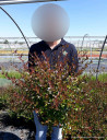 abelia-a-grandes-fleurs-sherwood-abelia-grandiflora-sherwood-2.jpg