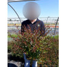 ABELIA SHERWOOD En pot de 10-12 litres buisson diamètre 060-080 cm