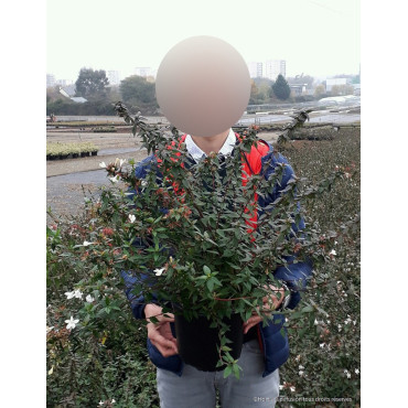 ABELIA SHERWOOD En pot de 4-5 litres buisson diamètre 030-040 cm