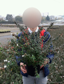 ABELIA SHERWOOD En pot de 4-5 litres buisson diamètre 030-040 cm