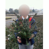 ABELIA grandiflora SHERWOOD En pot de 4-5 litres