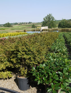 ULMUS minor JACQUELINE HILLIER En pot de 15-20 litres