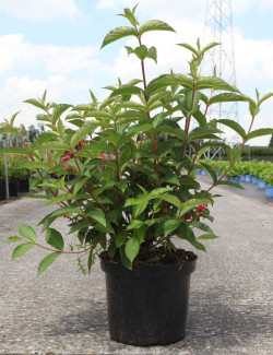 WEIGELA RED PRINCE En pot de 10-12 litres