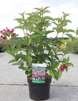 WEIGELA BRISTOL RUBY En pot de 4-5 litres