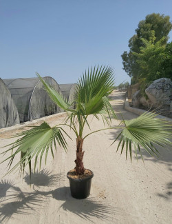 WASHINGTONIA robusta