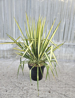 YUCCA filamentosa GOLDEN SWORD En pot de 10-12 litres