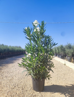 NERIUM oleander BLANC En pot de 35-50 litres