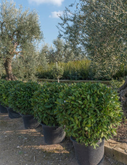 LAURUS NOBILIS En pot forme boule