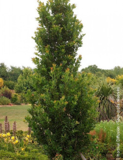 QUERCUS robur f. fastigiata KOSTER