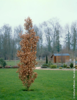 QUERCUS robur f. fastigiata KOSTER
