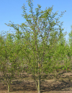PRUNUS subhirtella AUTUMNALIS