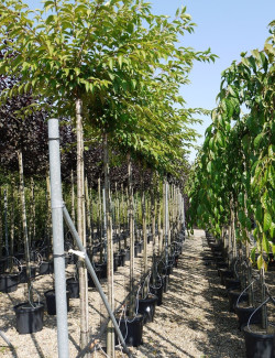 PRUNUS subhirtella AUTUMNALIS En pot de 35-50 litres tige hauteur du tronc 190-210 cm circonférence du tronc 12-14 cm