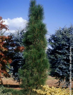 PINUS nigra GREEN TOWER