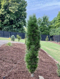 PINUS nigra GREEN TOWER