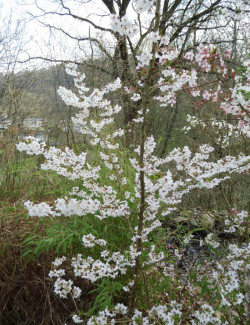 PRUNUS nipponica BRILLANT