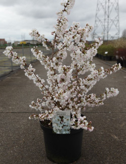 PRUNUS nipponica BRILLANT En pot de 10-12 litres